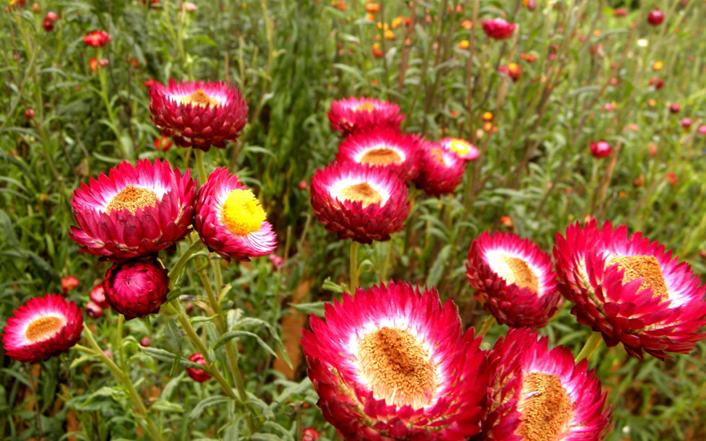 Benguet Everlasting Flower